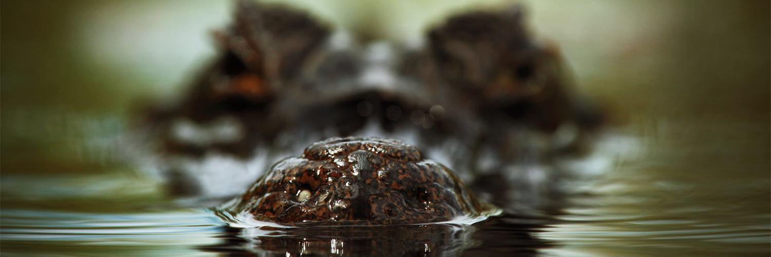 turkalligator's profile banner image