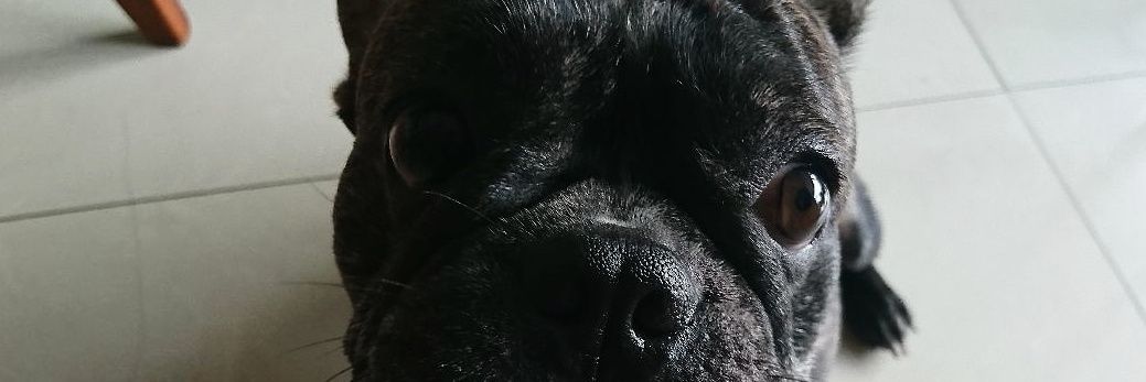 ayDomo's profile banner image