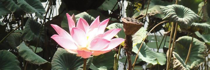 brevesdecarnets's profile banner image