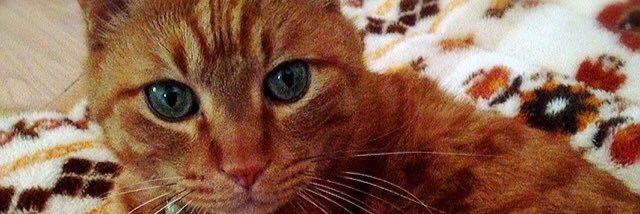 wghak's profile banner image