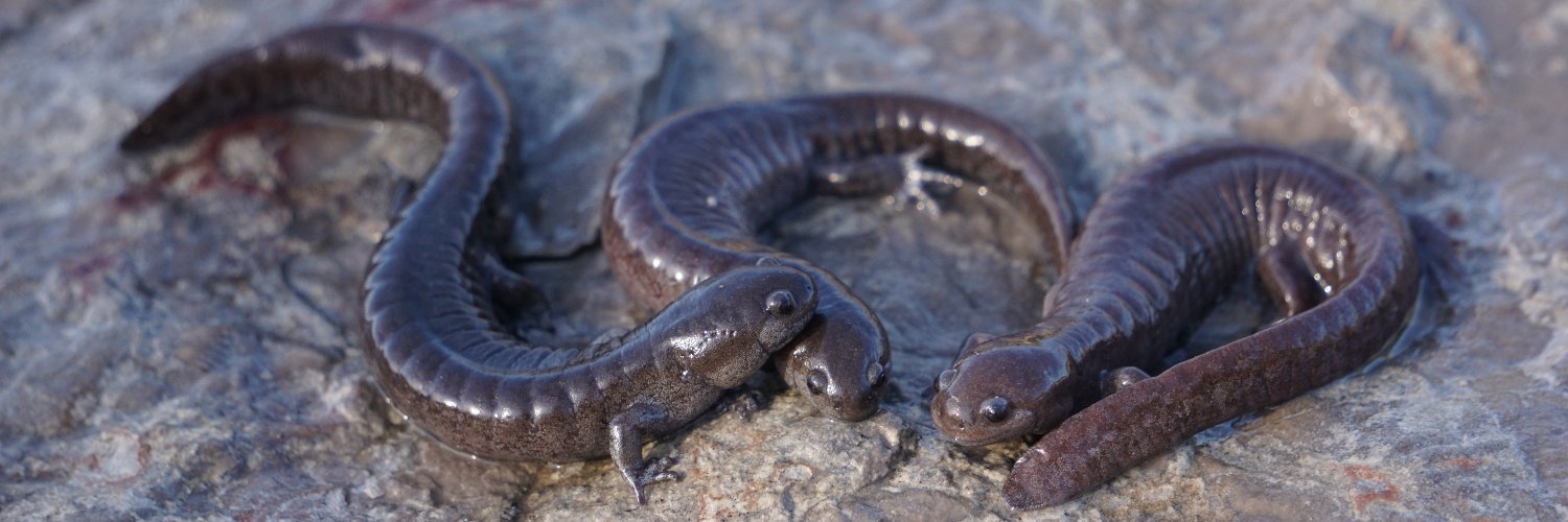 WhitePaaws 🐺 banner