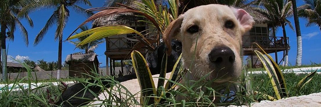 dafneislas's profile banner image