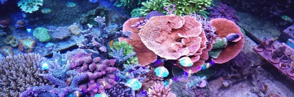 高倉 葉太 | 株式会社イノカ代表 banner