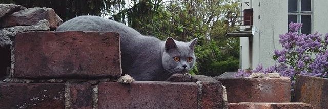 DanielNovotn2's profile banner image