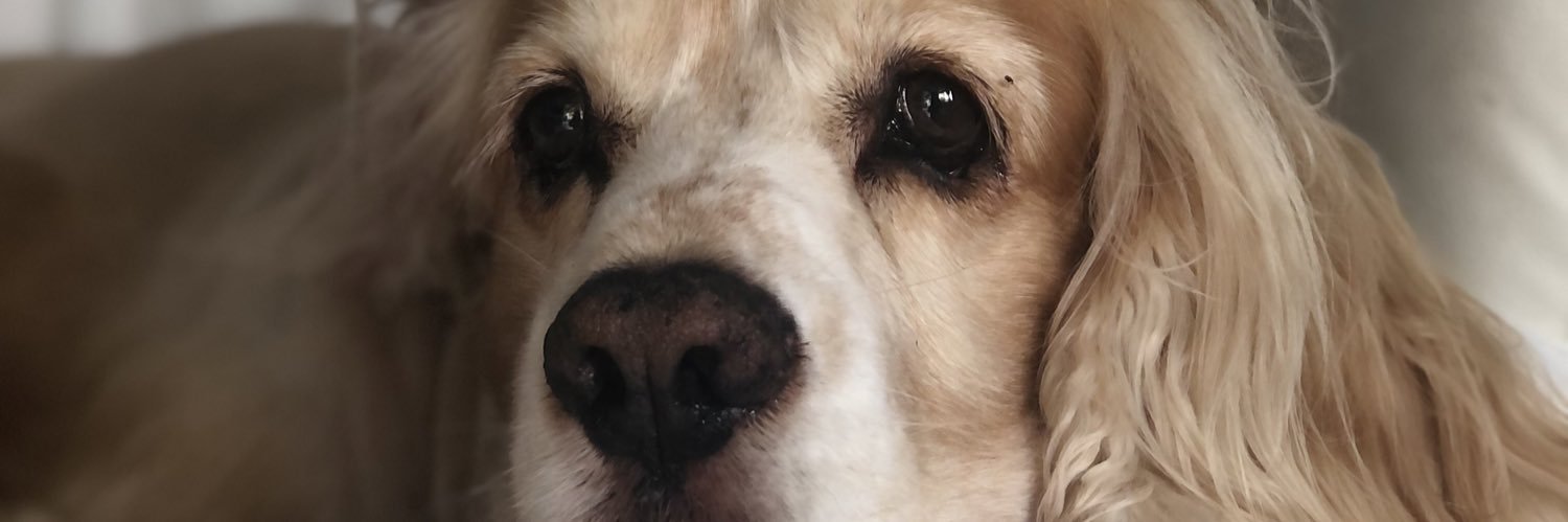 pdiaz1309's profile banner image