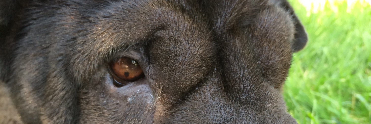 Just_Lola_'s profile banner image