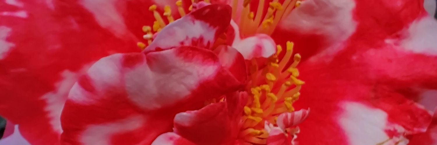 amooreinoc's profile banner image