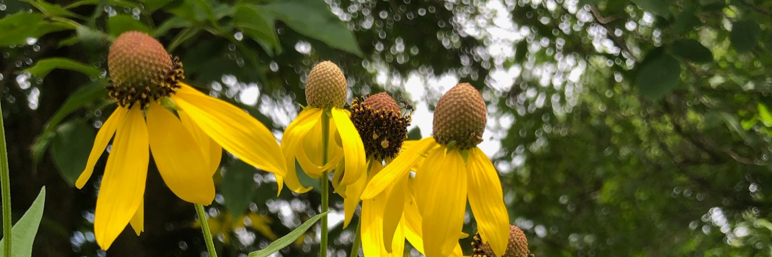 BachmannJane's profile banner image