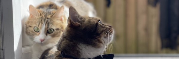 Dussed Profile Banner