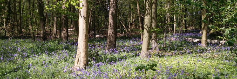 Louise Michaelson banner
