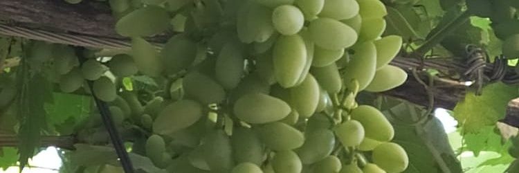 bugdat's profile banner image