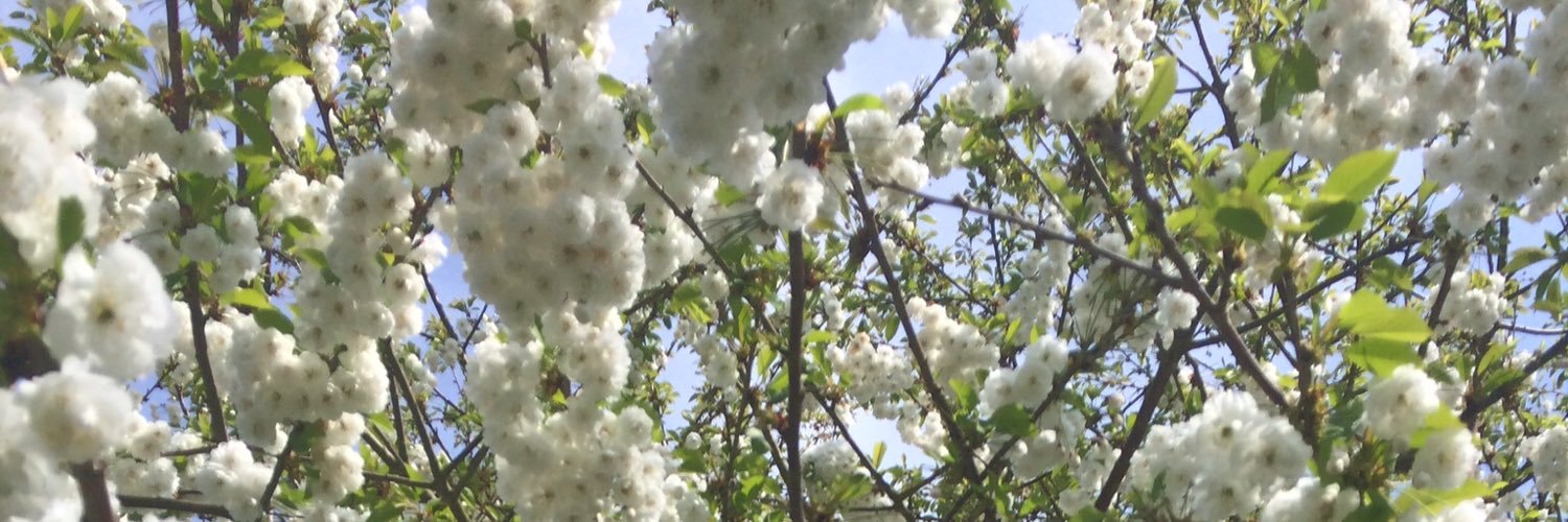 amymanthorpe's profile banner image