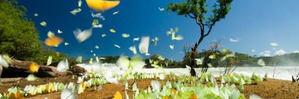 WylieGuide Profile Banner