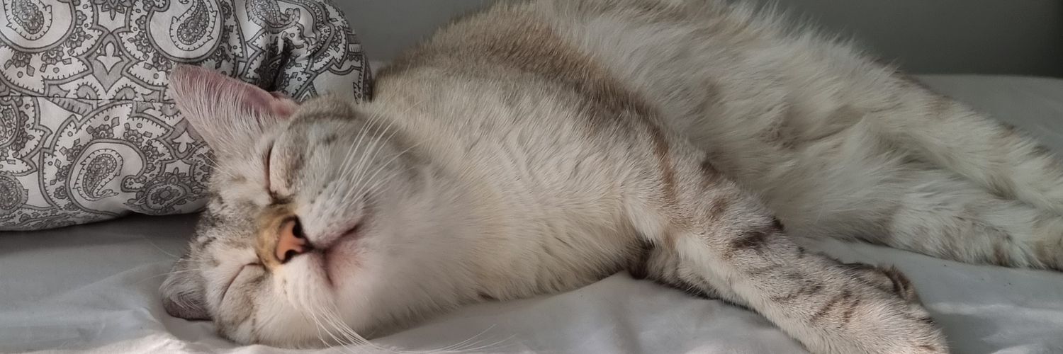 HeyCarce's profile banner image