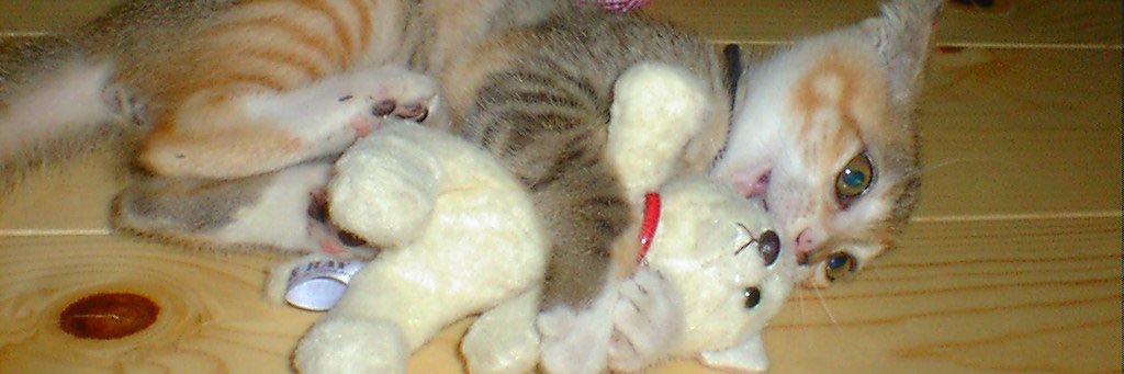 もりべーな おっち(ザンネンズ1号) banner