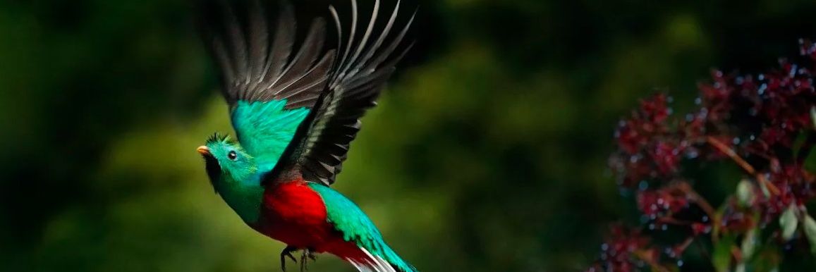 balambin™️ 🫆 banner