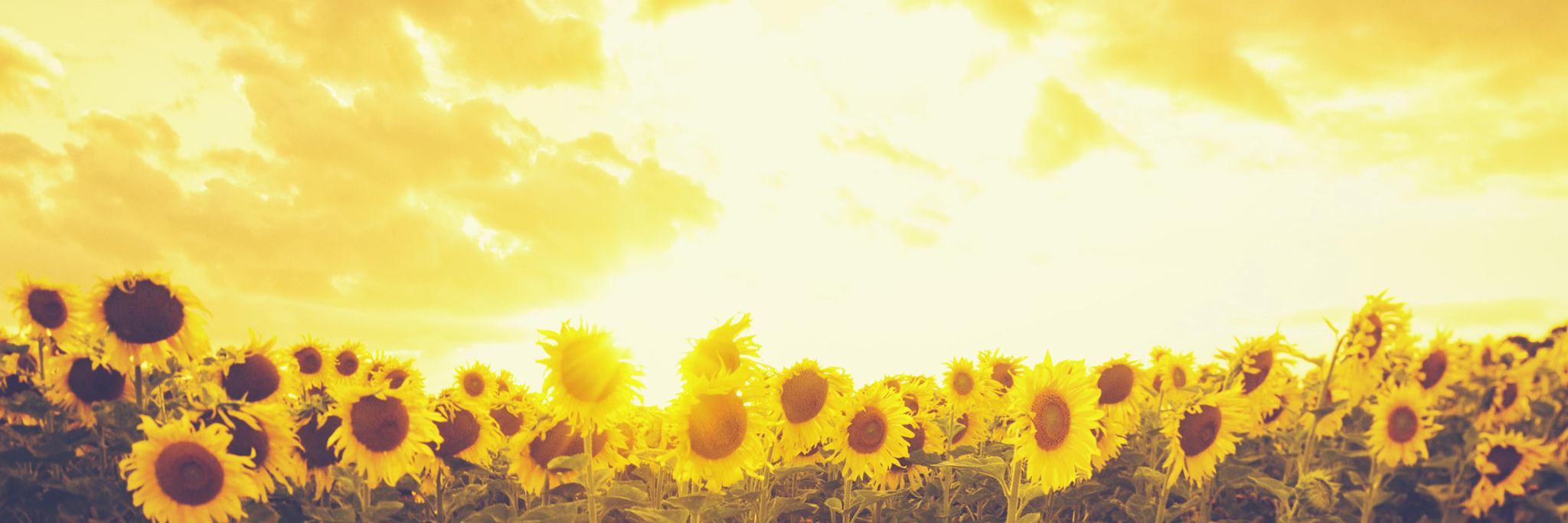 YahLight's profile banner image