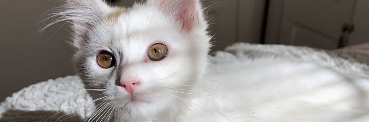 brooke_nn's profile banner image