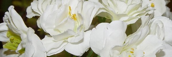 thearrange Profile Banner