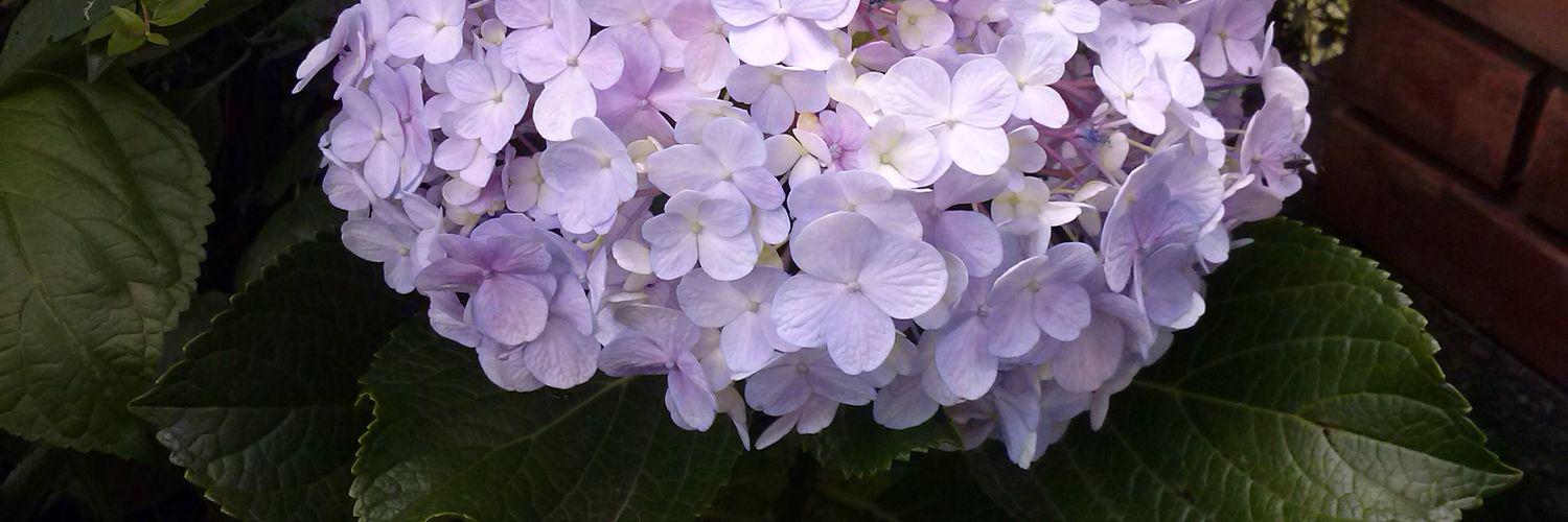 tami_aimee's profile banner image