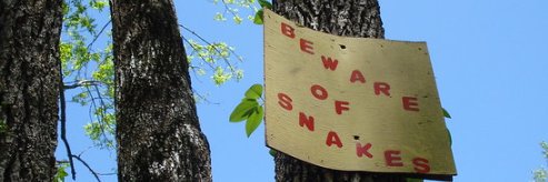 Daisy Deadhead banner