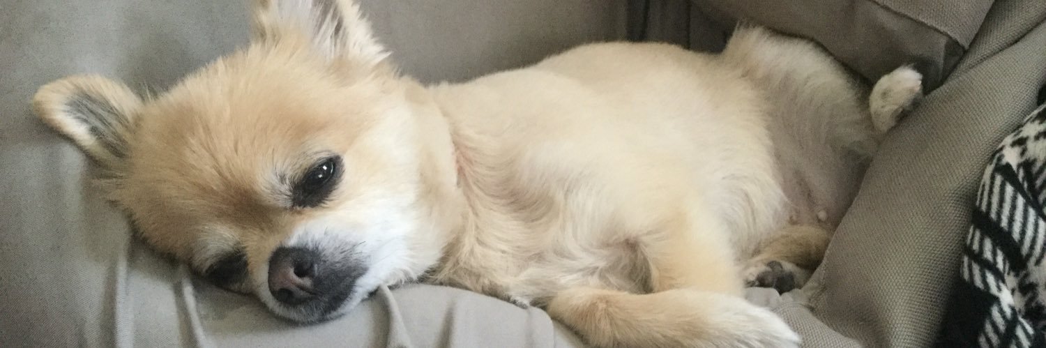 maplemarooon's profile banner image