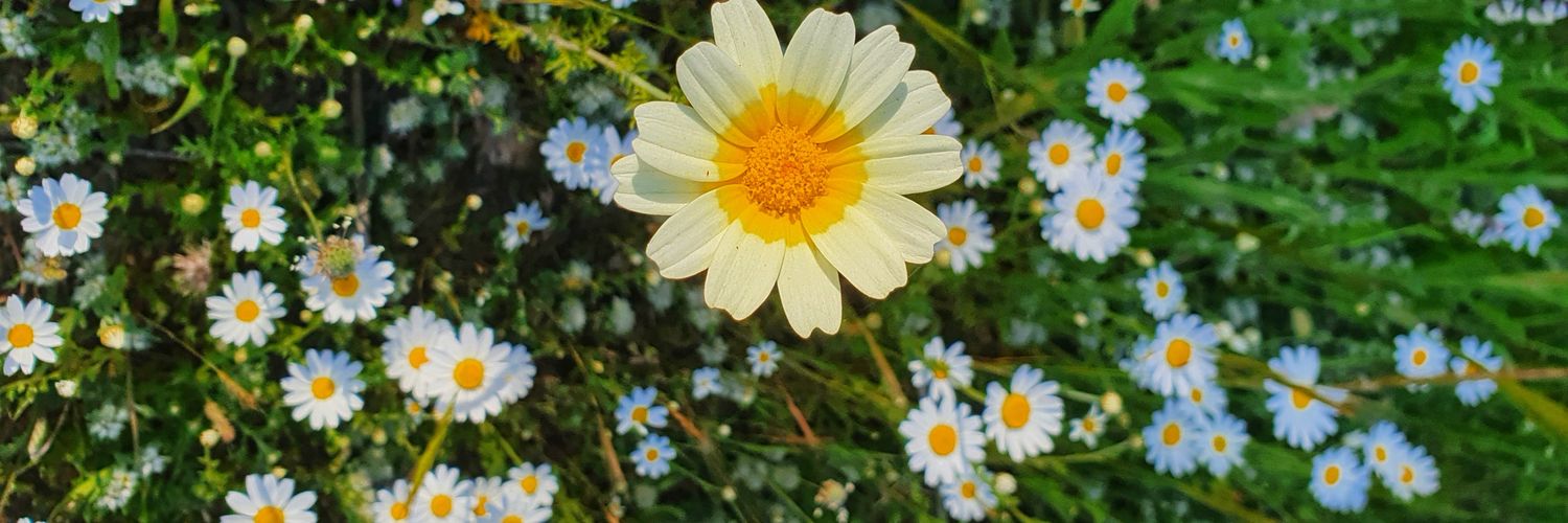 martacuii's profile banner image
