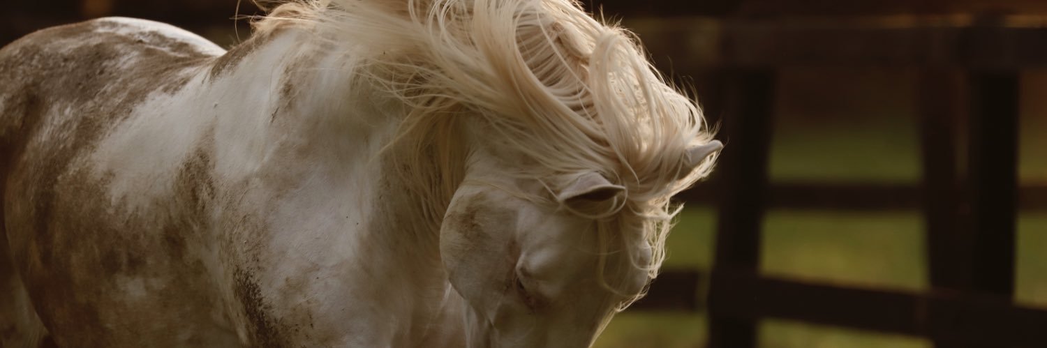 CacaRedig's profile banner image