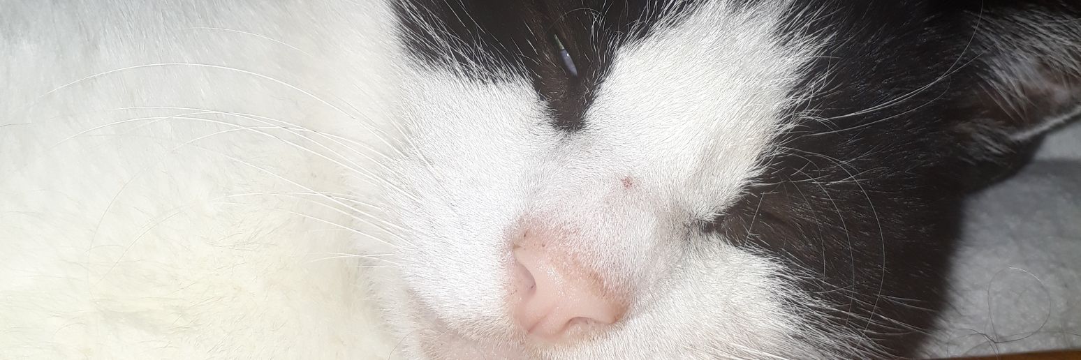 Percy Pemberton banner