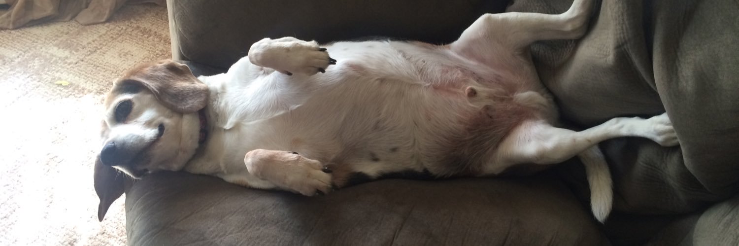 HateThatDog's profile banner image