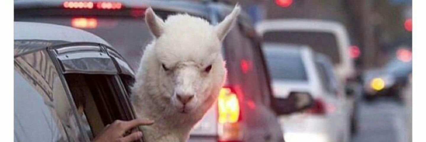 Its_Aliii's profile banner image