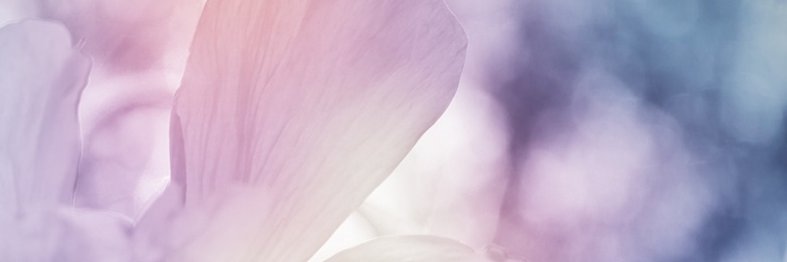 يحيى قصادي banner