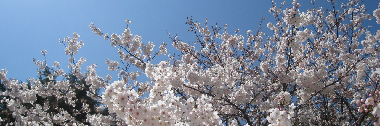 amhalohola's profile banner image