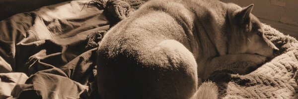 jpmello Profile Banner
