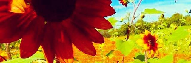 BriAndree's profile banner image