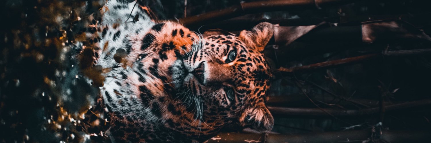 LushiousFreedom's profile banner image