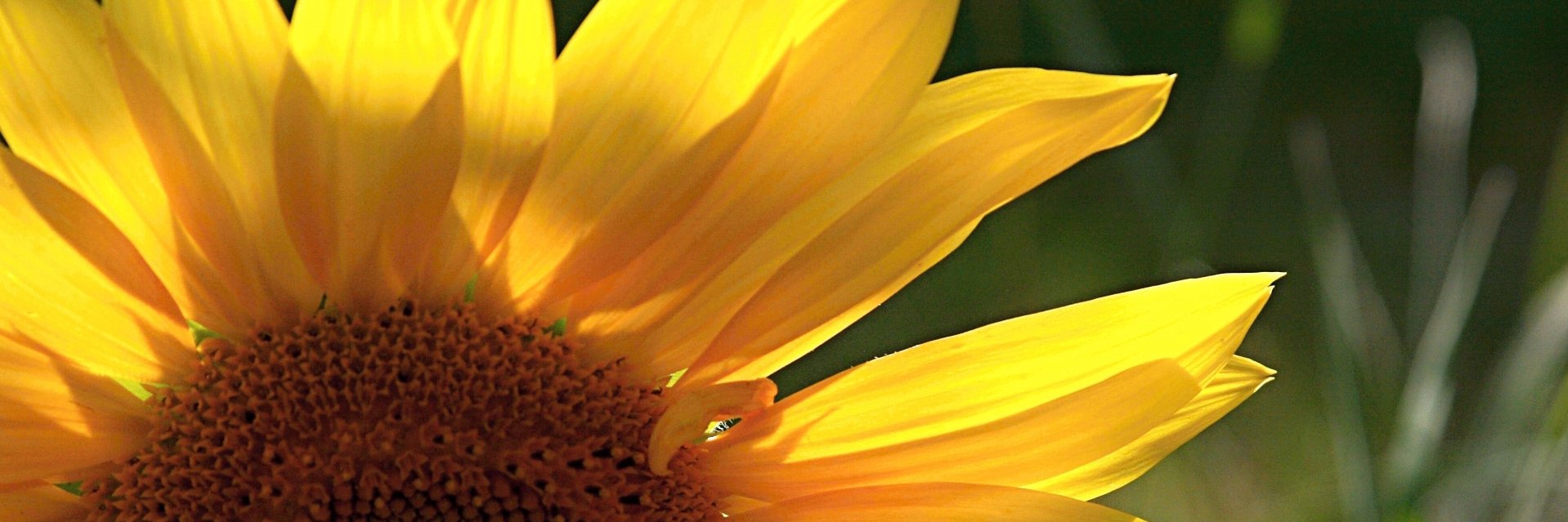 mishulici's profile banner image