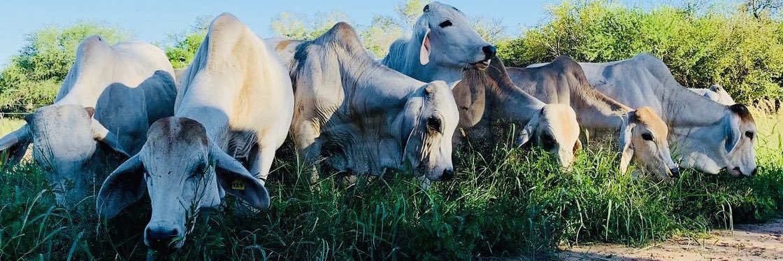 chichomoreno1's profile banner image