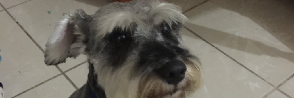 angeleltex's profile banner image