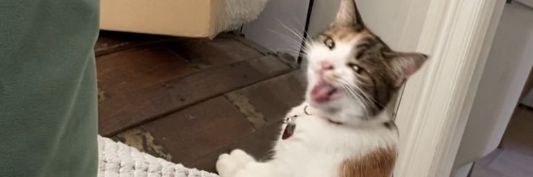 Sera (Birdie) Milano is usually on instagram banner