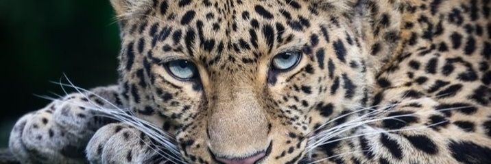 lanena_ana's profile banner image