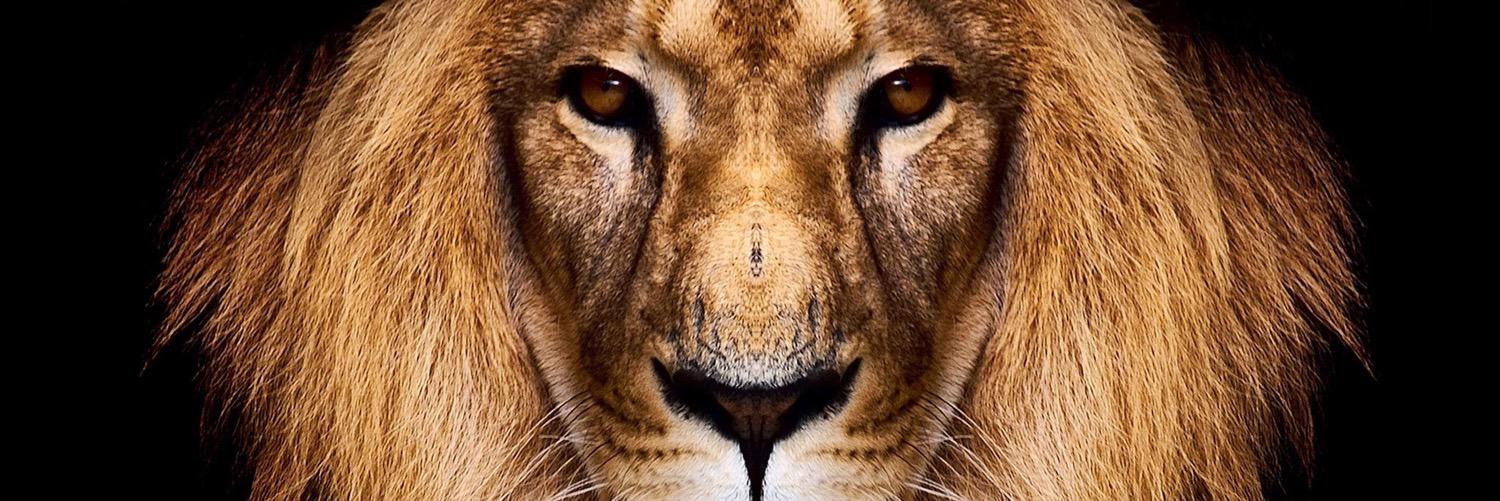 kayleeraud's profile banner image