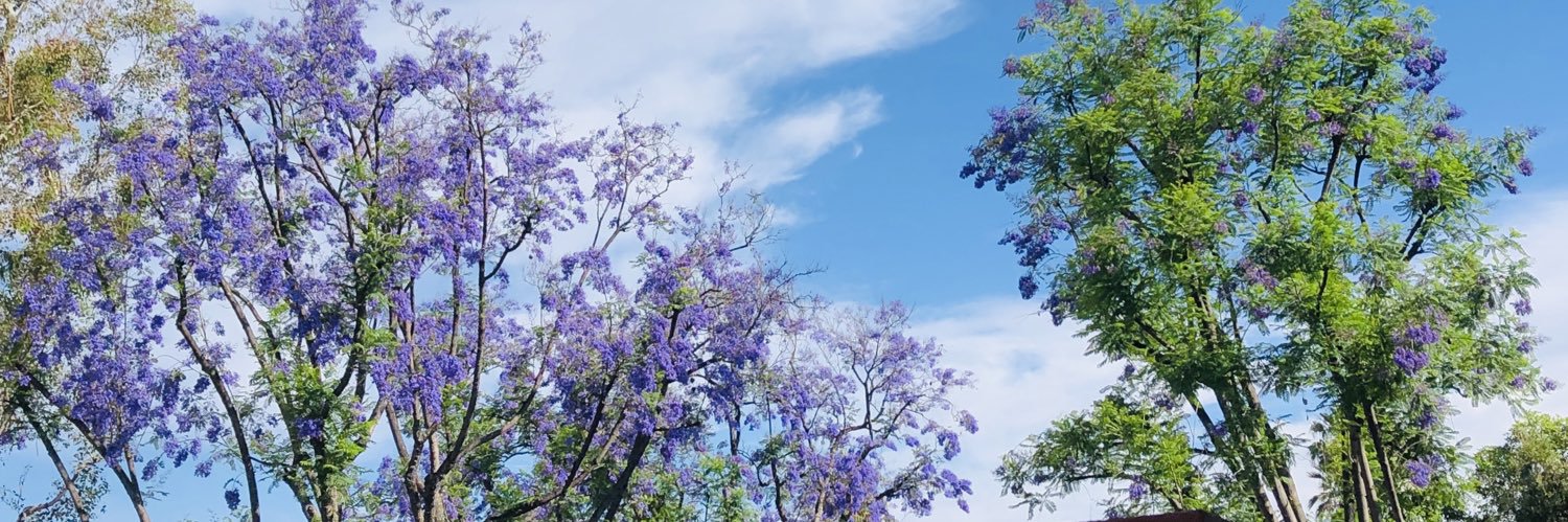 AlleyKrich's profile banner image
