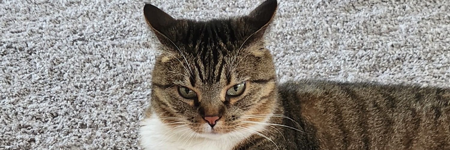 notyourfiona's profile banner image