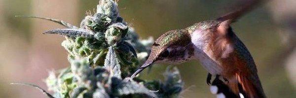 JaackSchitt's profile banner image