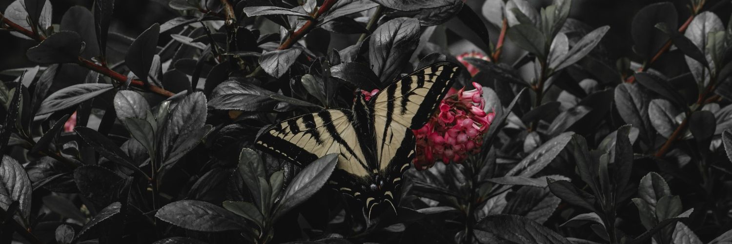 carolinuhh_'s profile banner image