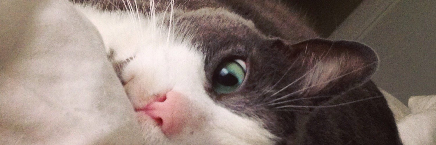 PosesofPumba's profile banner image
