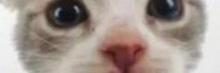 FishSwag69's profile banner image