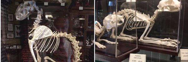 DeadCatInk Profile Banner