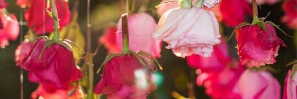 HHNN_17's profile banner image